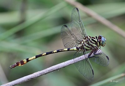 Russet-tipped Clubtail