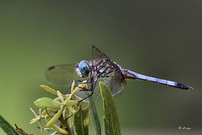 Blue Dasher