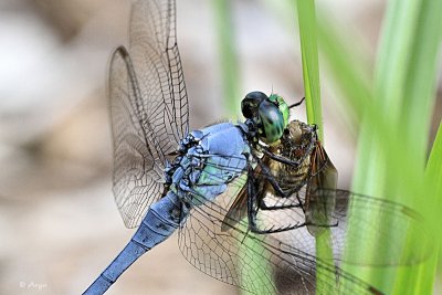 Eastern Pondhawk