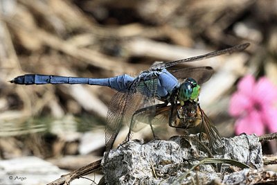 Eastern Pondhawk