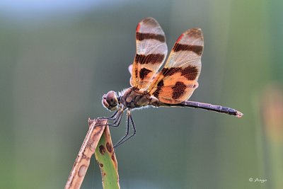 Halloween Pennant