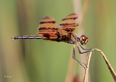 Halloween Pennant
