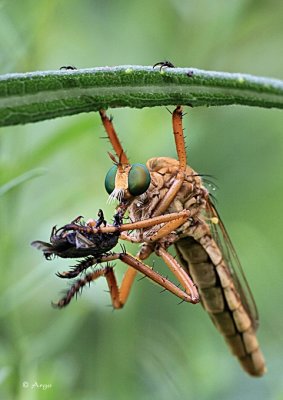 Robber Fly