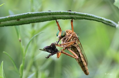 Robber Fly