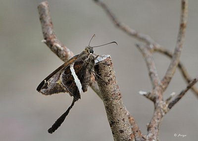 White-striped Longtail