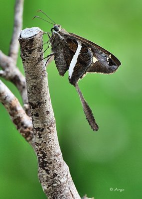 White-striped Longtail