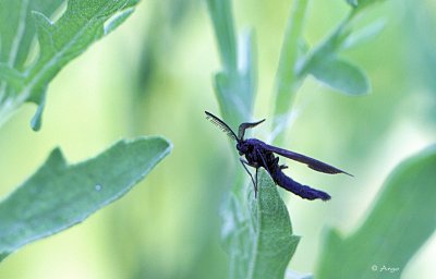 Grape Leaf Skeletonizer