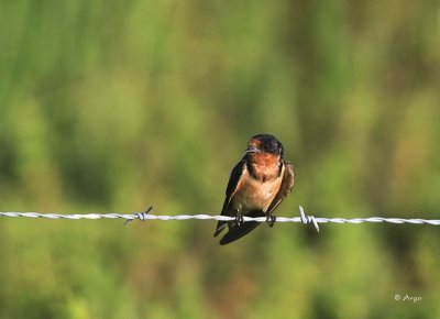 Swallows And Martins