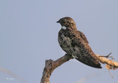 Common Nighthawk.