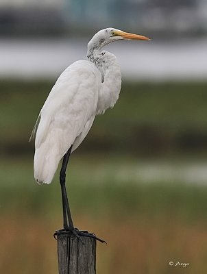 Great Egret