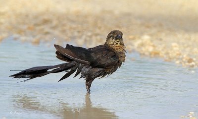 Great-tailed Grackle