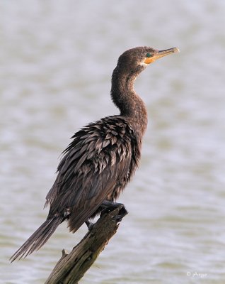 Neotropic Cormorant