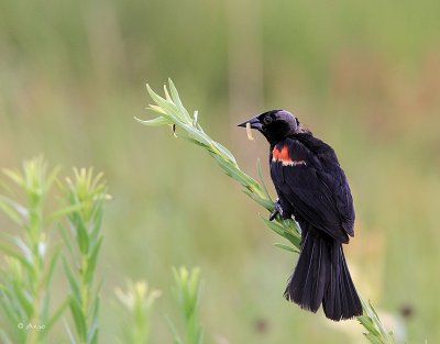 Redwinged Black Bird