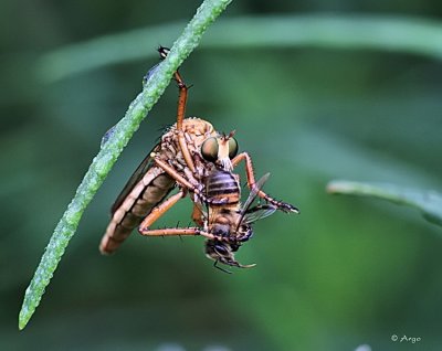 Robber Fly