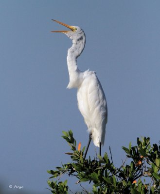 Great Egret