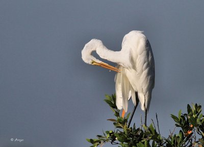 Great Egret