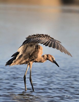 Reddish Egret