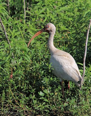 White Ibis