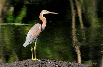 Tri-colored Heron