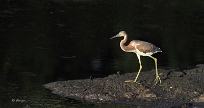 Tri-colored Heron