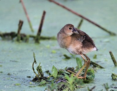 Purple Gallinule