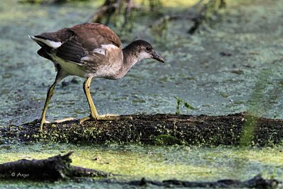 Common Moorhen