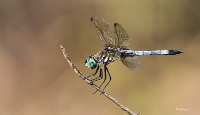 Blue Dasher