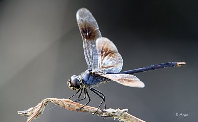 Eastern Pondhawk