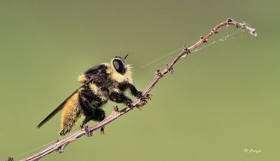 Robberfly