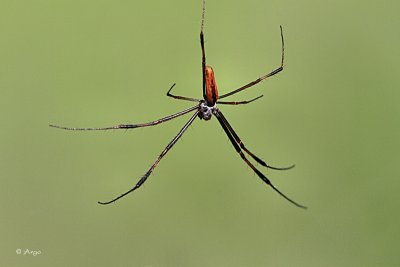 Unknown Spider