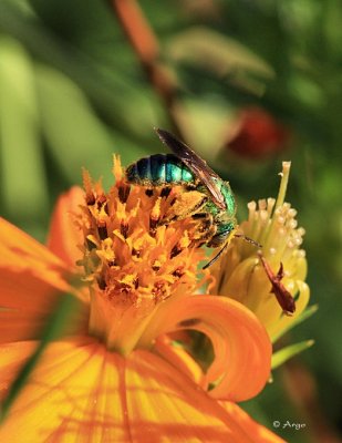 Metallic Sweat Bee