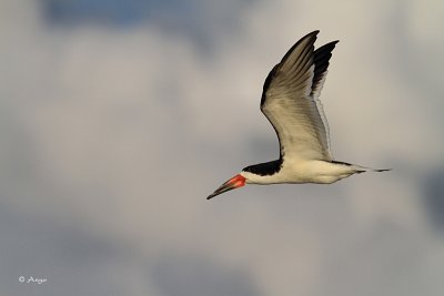 Black Skimmer