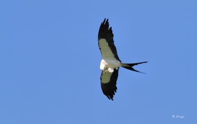 Swallow-tailed Kite