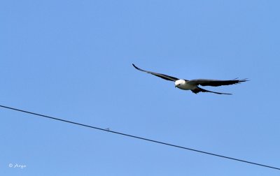 Swallow-tailed Kite