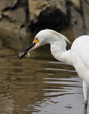 Snowy Egret