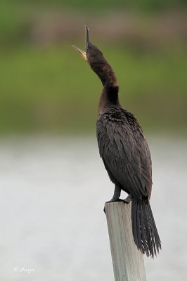Neotropic Cormorant