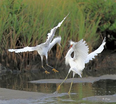 Snowy Egrets