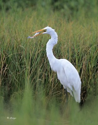 Great Egret