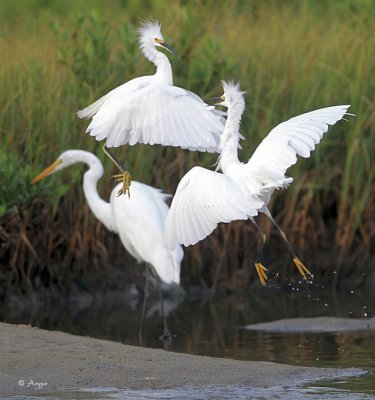 Snowy Egrets