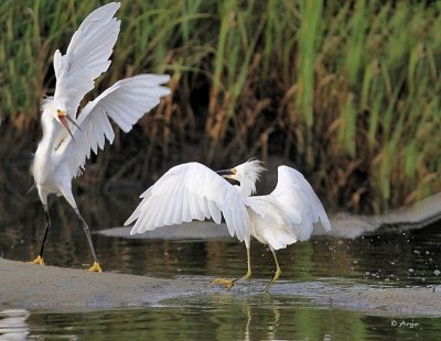 Snowy Egrets