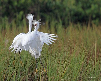 Snowy Egrets