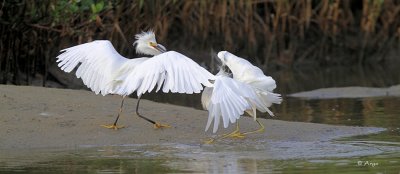 Snowy Egrets