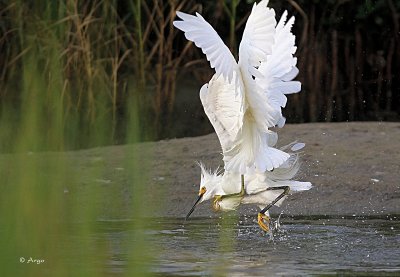 Snowy Egrets
