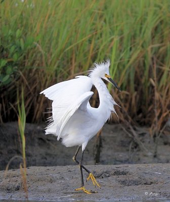 Snowy Egret