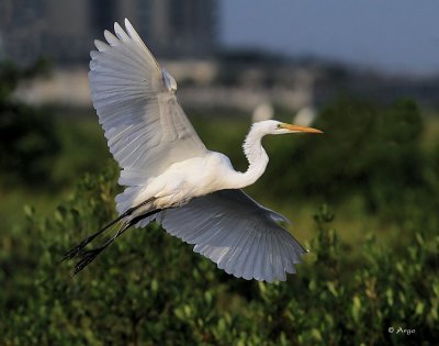 Great Egret