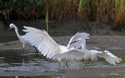 Snowy Egrets