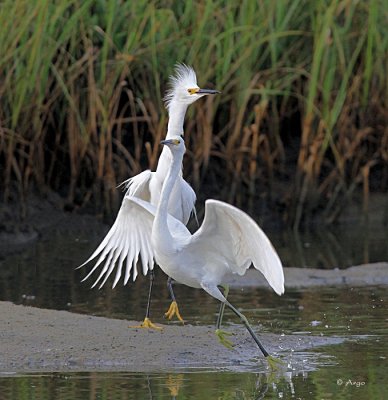 Snowy Egrets