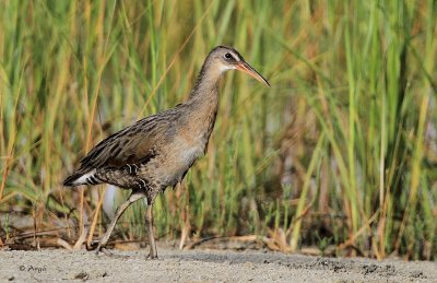 Clapper Rail