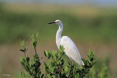 Snowy Egret