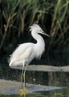 Snowy Egret